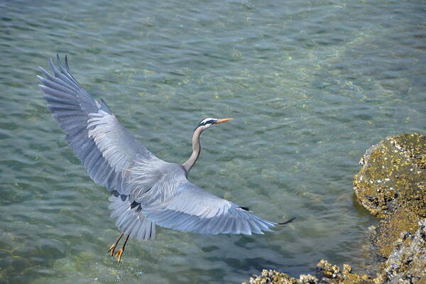Blue Heron Art Print featuring the photograph Flying Heron by Jerry Cahill