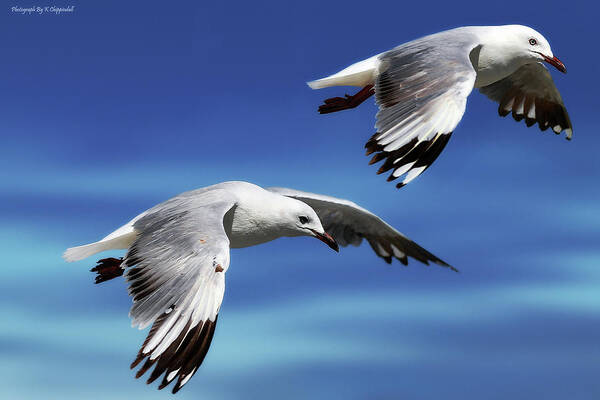 Seagull Photography Art Print featuring the photograph Flying high 0064 by Kevin Chippindall