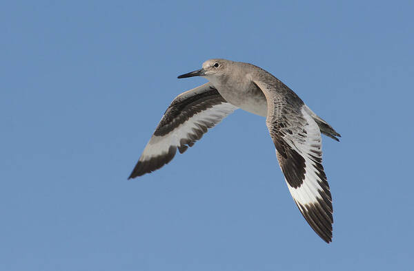 Willet Art Print featuring the photograph Flying High by Fraida Gutovich