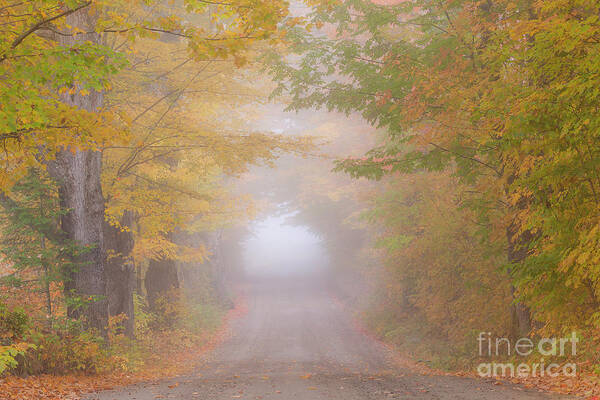 Fog Art Print featuring the photograph Foggy Autumn Road by Alan L Graham