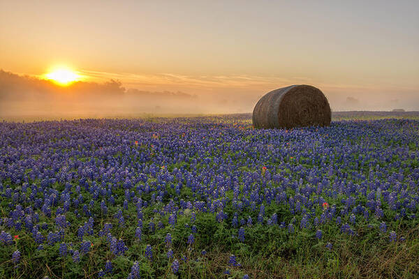 Bluebonnet Art Print featuring the photograph Foggy Bluebonnet Sunrise - Independence Texas by Brian Harig