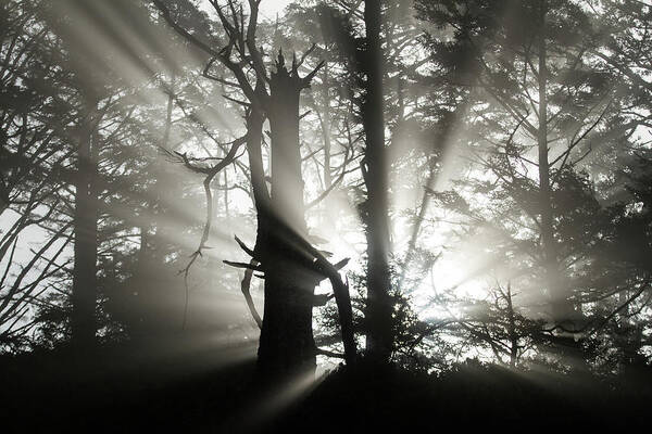 Oregon Art Print featuring the photograph Foggy Flares by Wesley Aston