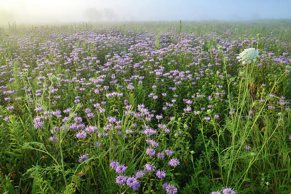 Mchenry County Conservation District Art Print featuring the photograph Foggy Morning in Glacial Park by Ray Mathis