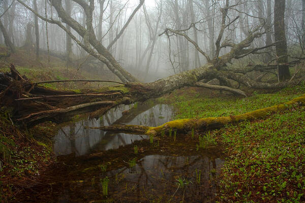 Spring Art Print featuring the photograph Foggy Spring Forest by Irwin Barrett