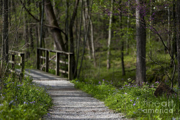 Landscape Art Print featuring the photograph Follow the Path by Andrea Silies