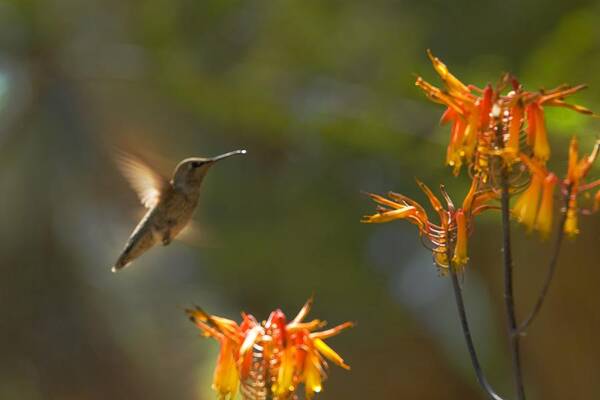 Hummingbird Art Print featuring the photograph Food for Flyers by Richard Henne