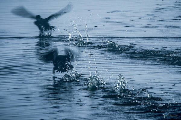 Wildlife Art Print featuring the photograph Footprints by Albert Seger