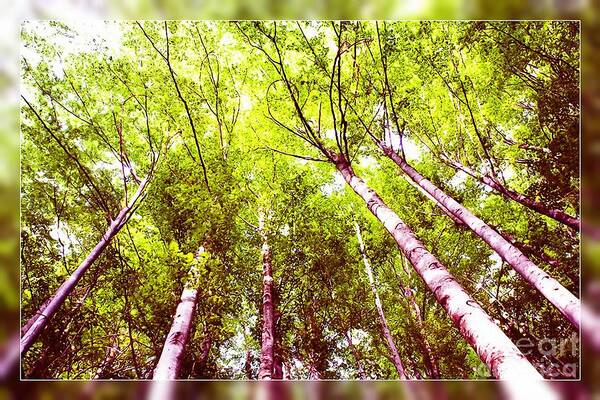 Background Art Print featuring the photograph Forest 2 by Jean Bernard Roussilhe