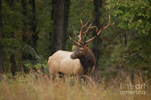 Missouri Art Print featuring the photograph Forest Edge by Reva Dow