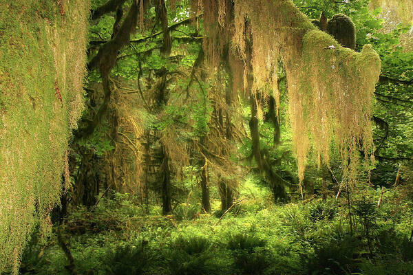 Quinault Rain Forest Art Print featuring the photograph Forest Fantasy - Quinault - Gateway to Paradise on the Olympic Peninsula WA by Alexandra Till
