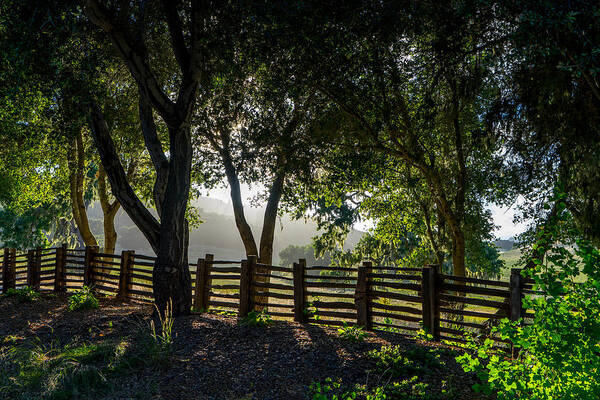 Trees Art Print featuring the photograph Forest Fence by Derek Dean
