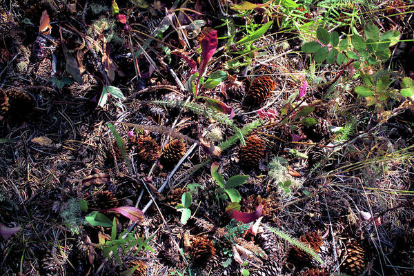 Pine Cones Art Print featuring the photograph Forest Floor by Scott Carlton