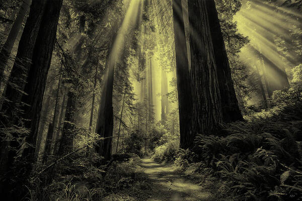 Redwood National Park Art Print featuring the photograph Forest Sunbeams Black and White by Greg Norrell