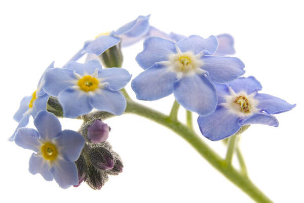 Forget-me-nots Art Print featuring the photograph Forget-Me-Nots by Ann Garrett