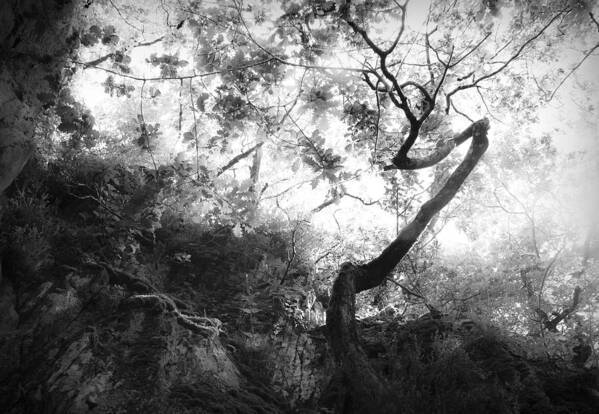 Tree Art Print featuring the photograph Forgetting by Dorit Fuhg