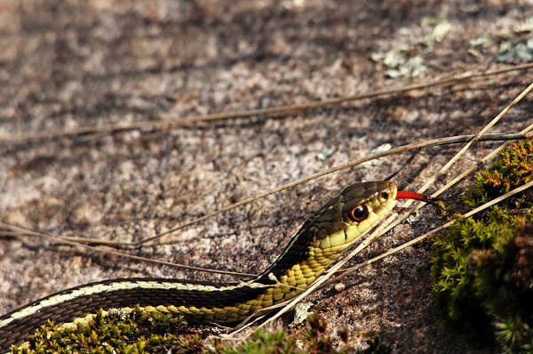 Garter Snake Art Print featuring the photograph Forked Tongue by Debbie Oppermann