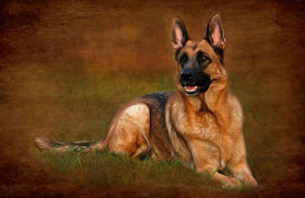 German Shepherd Dogs Art Print featuring the photograph Forrest The German Shepherd by Angie Tirado