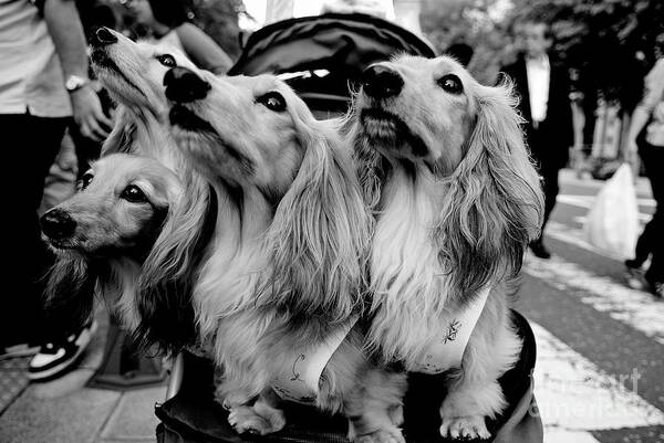 Dog Art Print featuring the photograph Four Dogs in a Stroller by Dean Harte