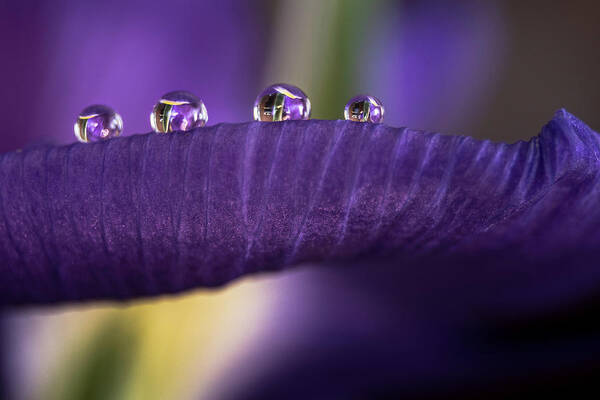 Drops Art Print featuring the photograph Four drops by Wolfgang Stocker