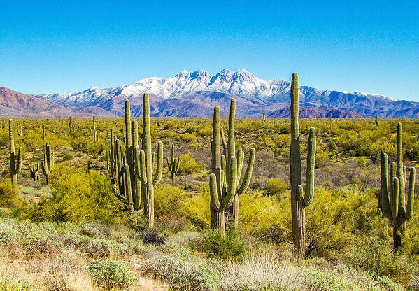 Four Peaks Art Print featuring the photograph Four Peaks - Winter 2016 by Barbara Zahno