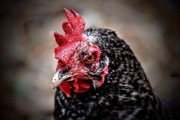 Chicken Art Print featuring the photograph Fowl Scowl by Michael Brungardt