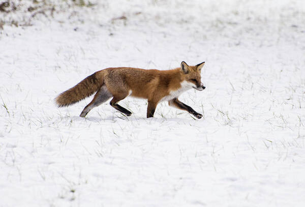 Red In Snow Fox 3 Art Print featuring the photograph Fox 3 by Paul Ross