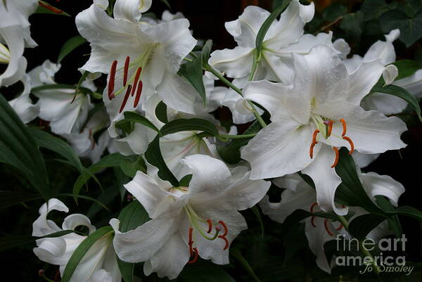 White Lilies Floral Art Print featuring the photograph Fragrant Beauties by Jo Smoley