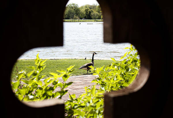 Bushes Art Print featuring the photograph Framed Nature by Milena Ilieva