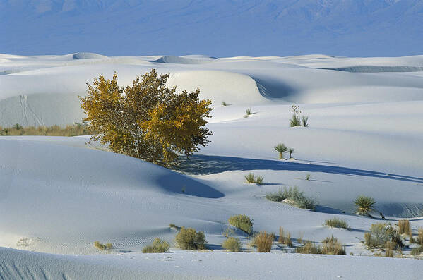 00198316 Art Print featuring the photograph Fremont Cottonwood at White Sands by Konrad Wothe