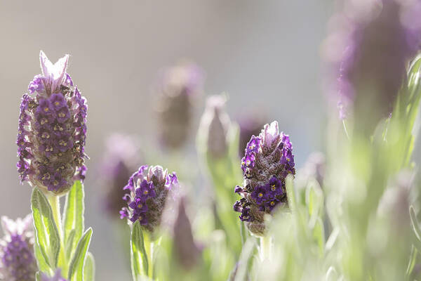 Flowr Art Print featuring the photograph French Lavendar Buds by Mary Angelini
