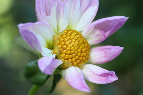 Connie Handscomb Art Print featuring the photograph Fresh As A Dahlia by Connie Handscomb