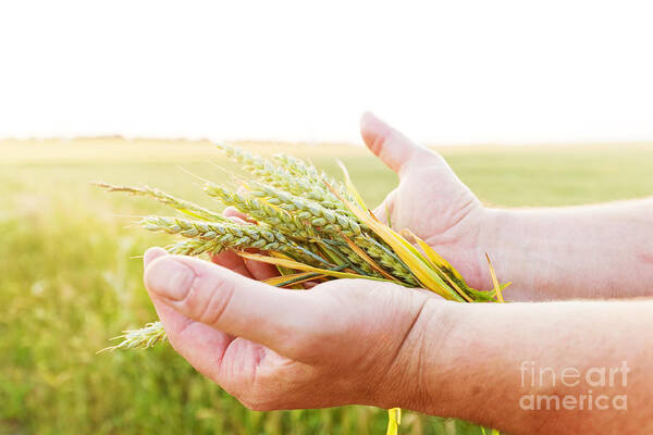Agriculture Art Print featuring the photograph Fresh green cereal grain in farmer's hands by Michal Bednarek