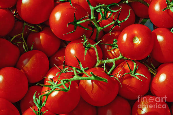Tomato Art Print featuring the photograph Fresh Tomotos on the Vine by Thomas Marchessault
