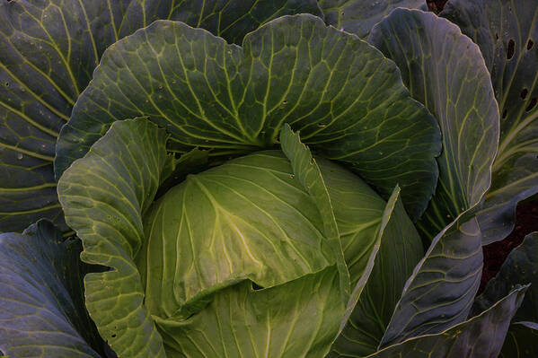 Cabbage Art Print featuring the photograph Fresh Vegetable Garden Cabbage by James BO Insogna