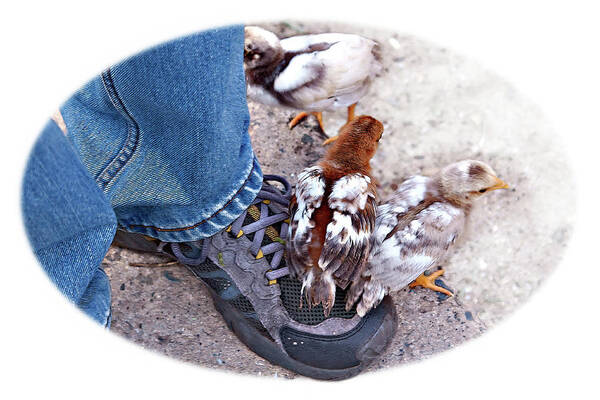 Chicken Art Print featuring the photograph Friends by Tatiana Travelways