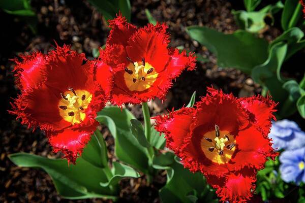 Tulips Art Print featuring the photograph Frilly Red Tulips by Lynn Bauer