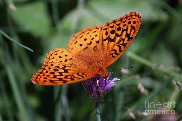 Butterfly Art Print featuring the photograph Fritillary Wings by Randy Bodkins
