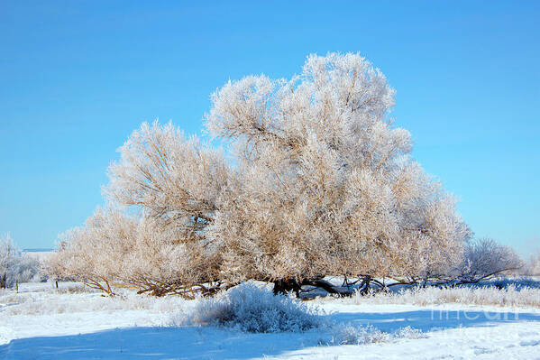 Frost Art Print featuring the photograph Frosty by Michael Dawson