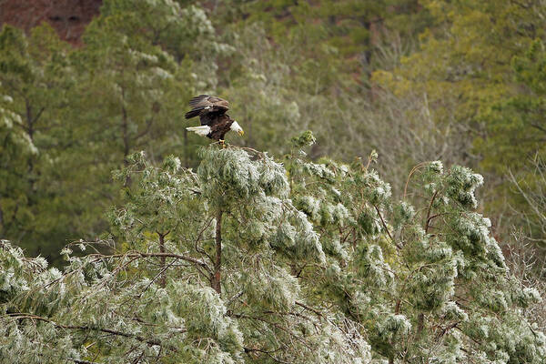 Bald Eagle Art Print featuring the photograph Frozen Call by Eilish Palmer