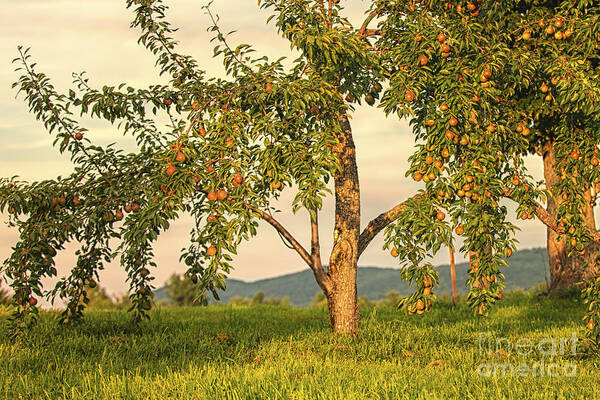 Pear Tree Art Print featuring the photograph Fruit In The Orchard by Mary Lou Chmura