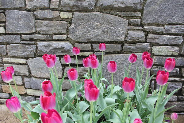 Tulips Art Print featuring the photograph Fuchsia Color Tulips by Allen Nice-Webb