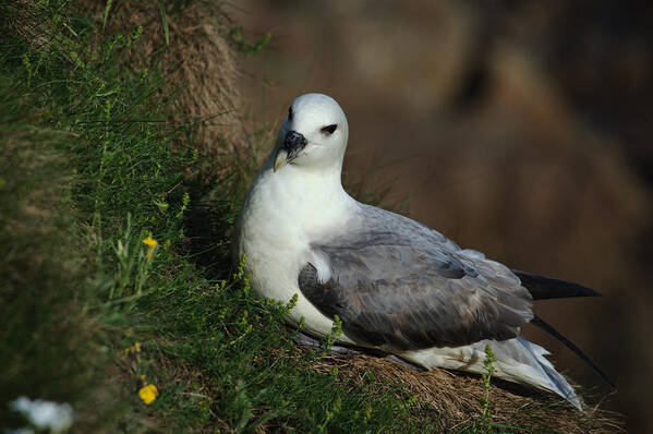 Fulmar Art Print featuring the photograph Fulmar Nesting on Cliff by Adrian Wale