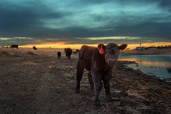 Calf Art Print featuring the photograph Fuzzy by Thomas Zimmerman