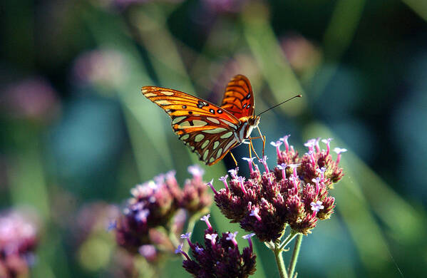 Butterfly Art Print featuring the photograph Garden Butterfly by Val Jolley