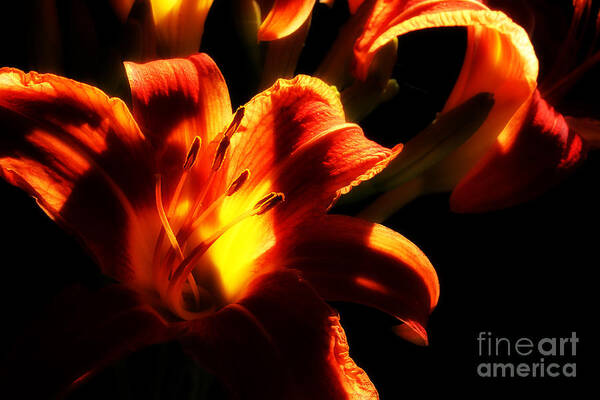 Day Lilies Art Print featuring the photograph Garden Flames by Michael Eingle