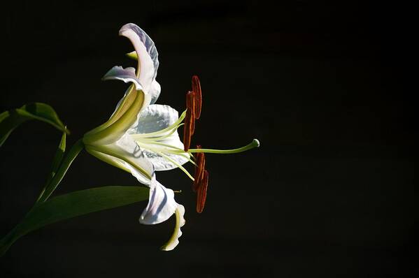 Lily Art Print featuring the photograph Garden Lily by Elsa Santoro