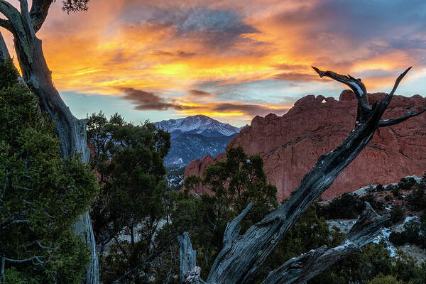 Garden Of The Gods Art Print featuring the photograph Garden of the Gods framed in the Twisted Tree by David Soldano