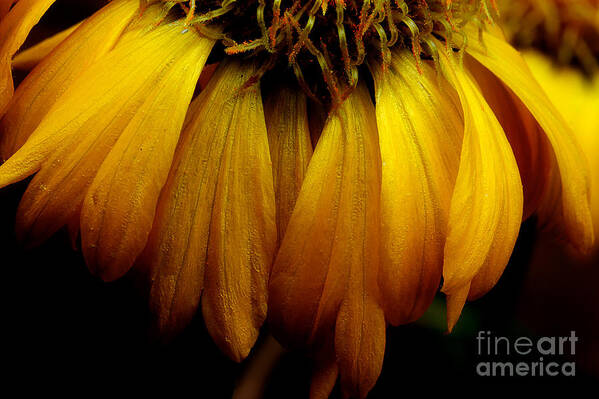 Yellow Daisy Art Print featuring the photograph Garden Sunshine by Michael Eingle