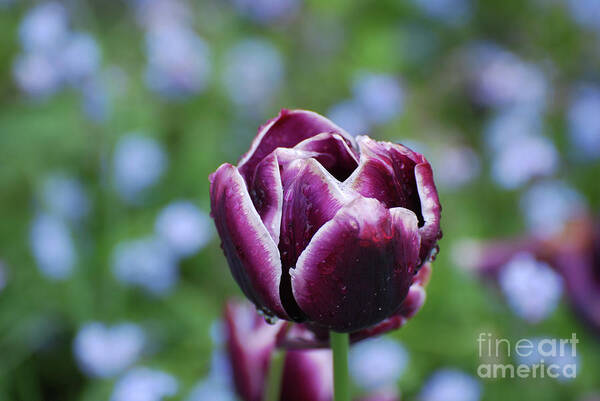 Tulip Art Print featuring the photograph Garden Tulip with Rain Drops on a Spring Day by DejaVu Designs