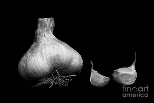 Garlic Art Print featuring the photograph Garlic by Masako Metz